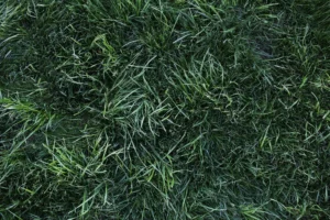 Why Your Lawn Care Company Loves When You Hire a Pooper Scooper