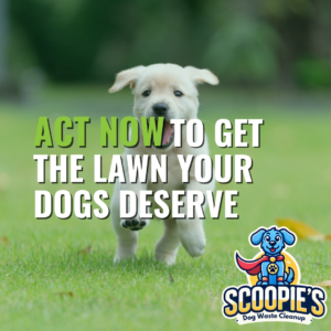 Why Dog Poop Causes Brown Spots in Your Lawn (And How to Prevent Them)